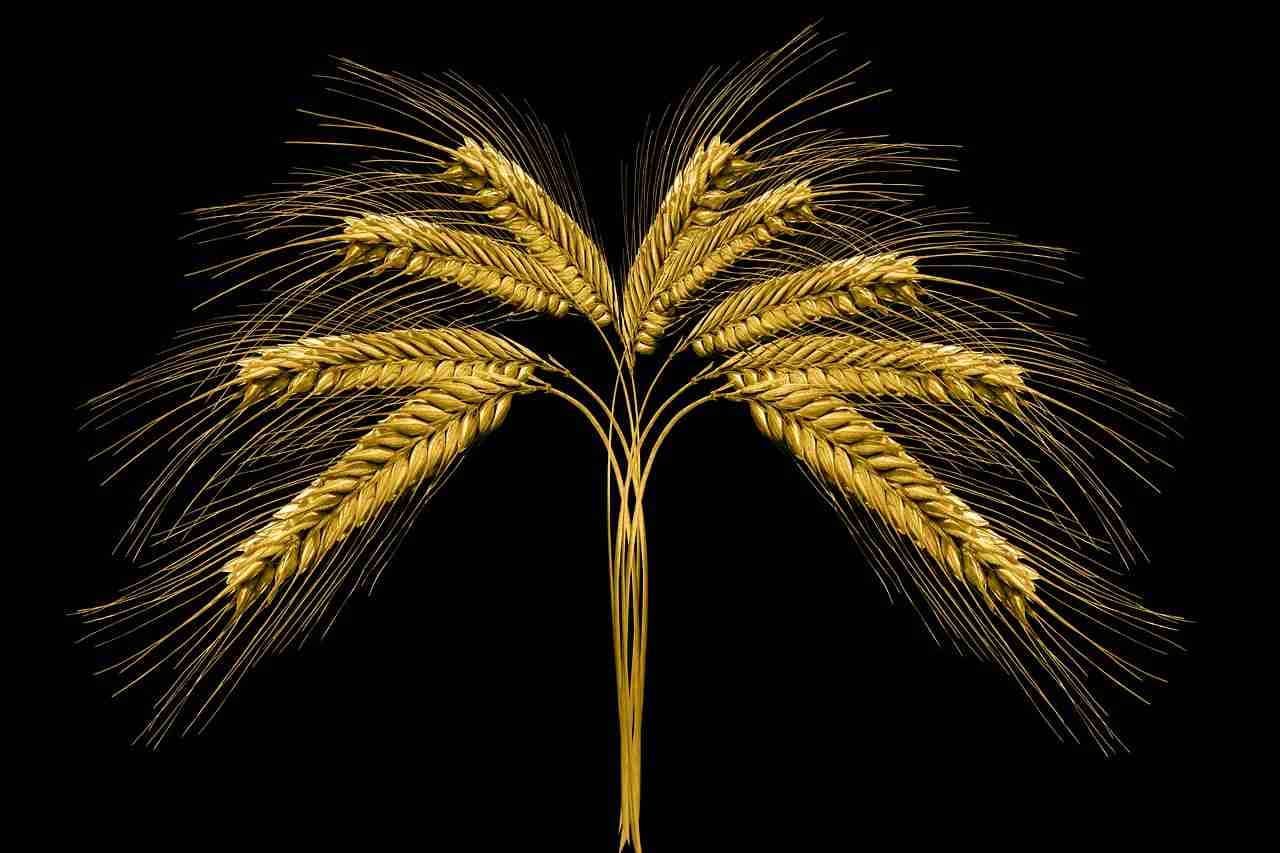 wheat image